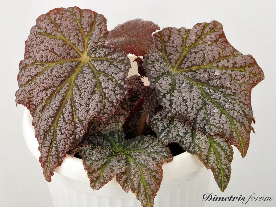 B. ‘Thrush’